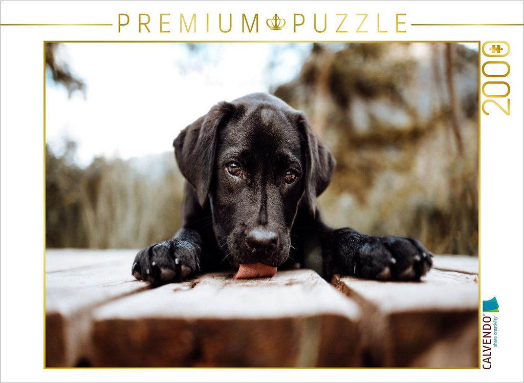 CALVENDO Puzzle Labrador Welpe | 2000 Teile Lege-Größe 90x67cm Foto-Puzzle für glückliche Stunden