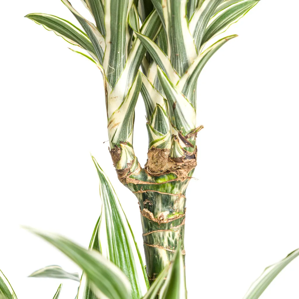 Dracaena deremensis White Stripe 130-150cm feuillage panaché chic