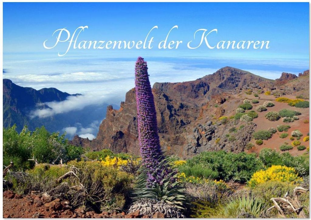 Pflanzenwelt Kanaren (Wandkalender 2026 DIN A4 quer), CALVENDO Monatskalender