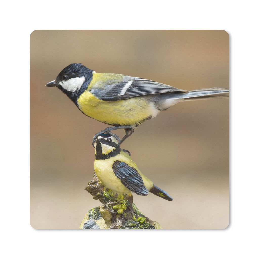 MuchoWow Mauspad Mousepad Eine Kohlmeise sitzt auf der Spitze einer anderen Kohlmeise 20x20 cm - Mousepads - Maus Mat - Pad - Mausunterlage - Des...