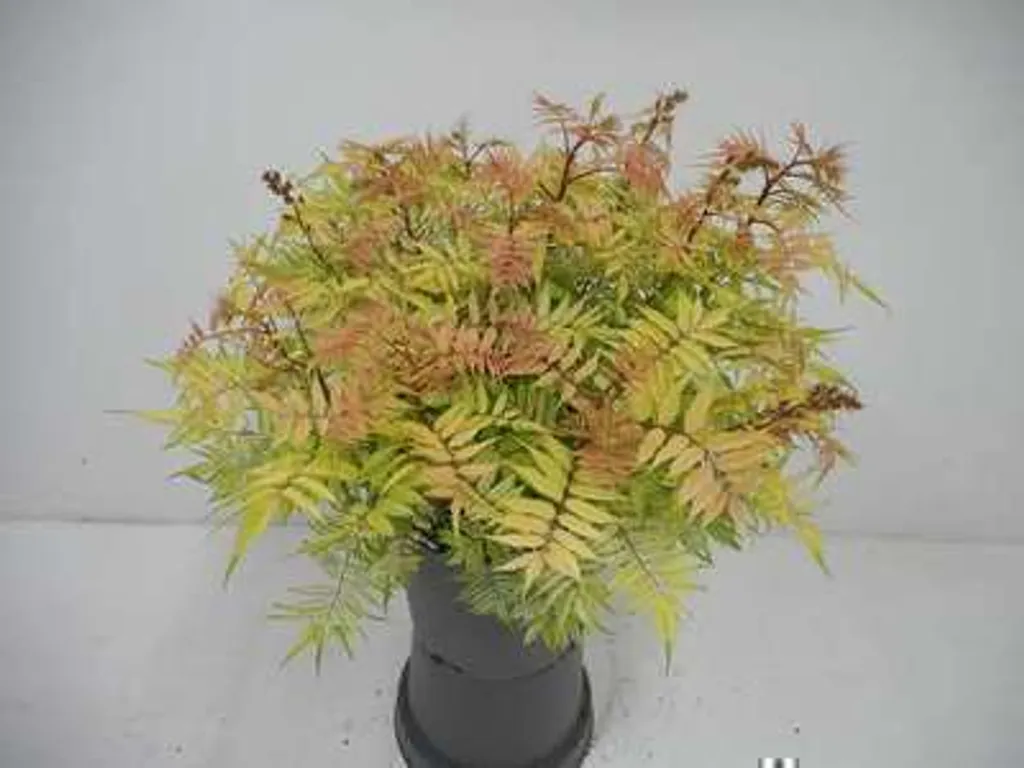 Sorbaria sorbifolia Sem arbuste résistant pour sol difficile