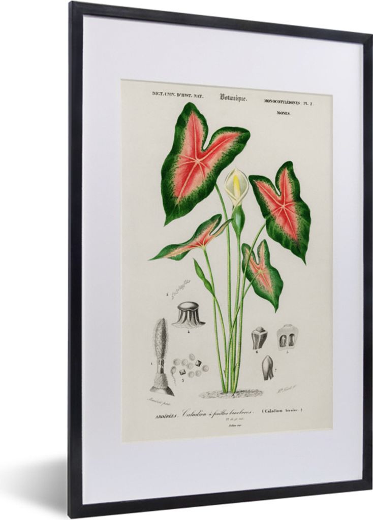 MuchoWow MuchoWow Gerahmtes Poster Jahrgang - Pflanze - Caladium 40x60 cm - Poster mit zchwarzem Bilderrahmen - Poster in Rahmen