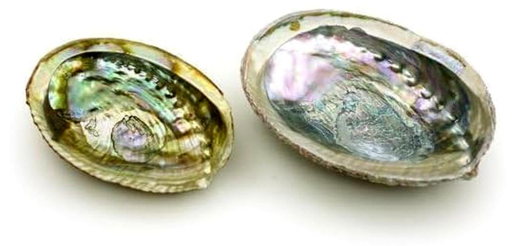 Abalone-Muschelschale, 10-11 cm, Natürliche Räucherschale für Salbei und Weihrauch, Farbenfroh, Meeresmuschel-Dekoration