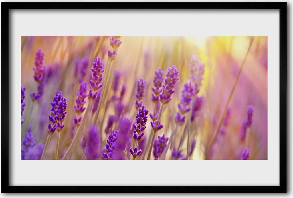 Bild 60x40 MDF-Rahmen Wandkunst Blumen Pflanzen Natur