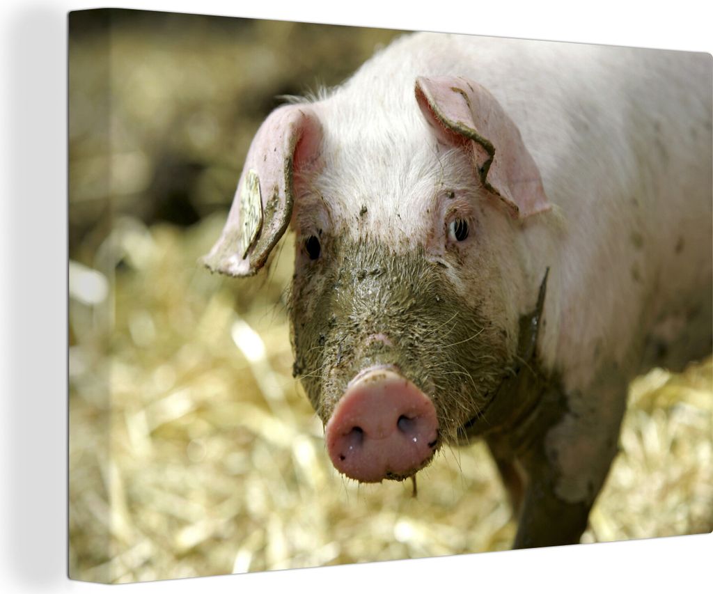 OneMillionCanvasses - Leinwandbilder - 140x90 cm, Dreckiges Schwein, Wandbilder Kunstdruck Wanddekoration - Foto auf Leinwand - Gemälde auf Holz...