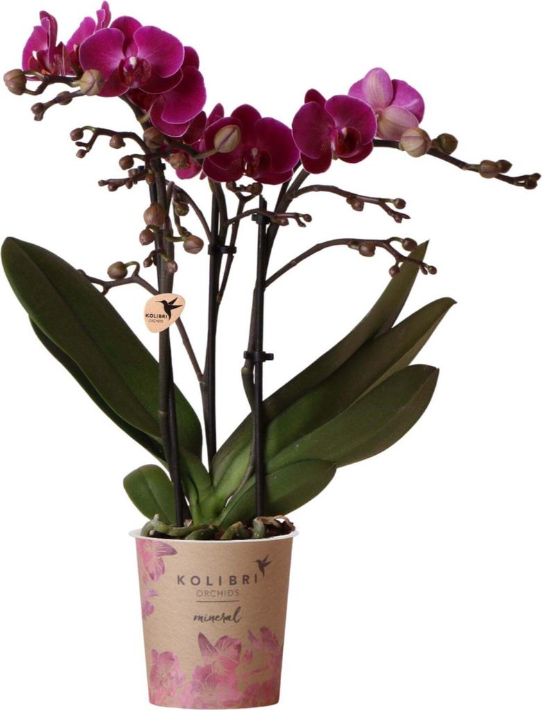 Orchidées Colibri | Orchidée Phalaenopsis violette - Image du produit 