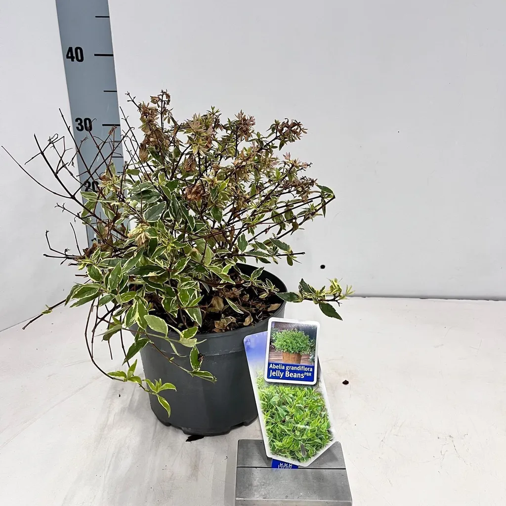 Abélia à Grandes Fleurs Jelly Beans : Arbuste Décoratif en Pot 35cm