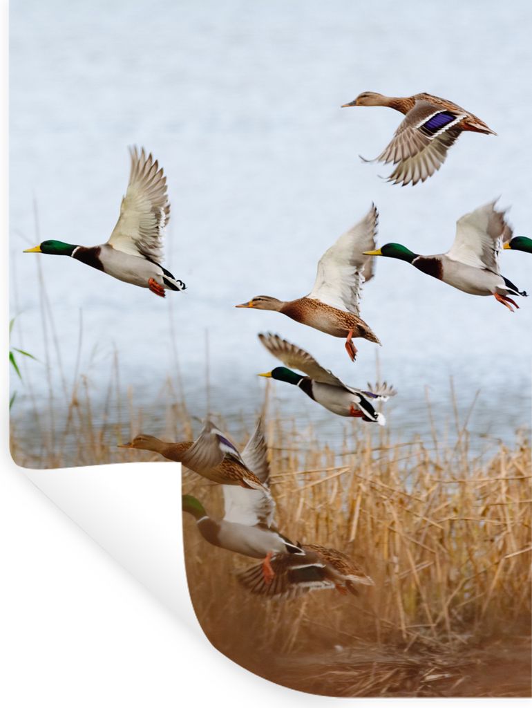 MuchoWow Wandtattoo Wandsticker Wandaufkleber Ente - Vogel - Schilf - Wasser - Enten 60x80 cm Selbstklebend und Repositionierbar - Repositionierb...