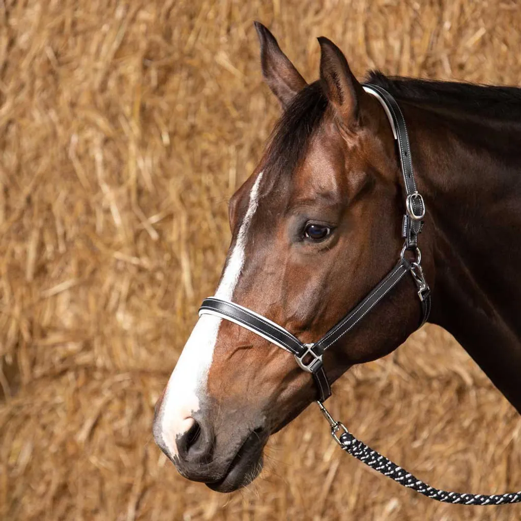 Licol Cuir Noir Elegance avec Boucles Argentées pour Cheval Cob