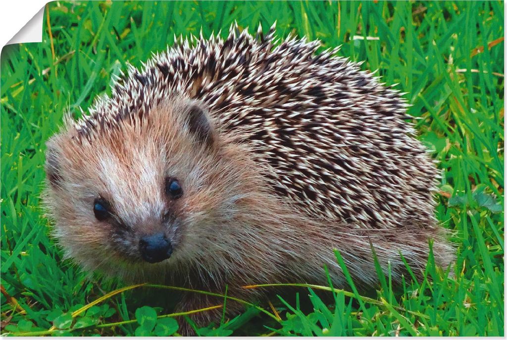 ARTland Poster Igel Blick Größe: 30x20 cm