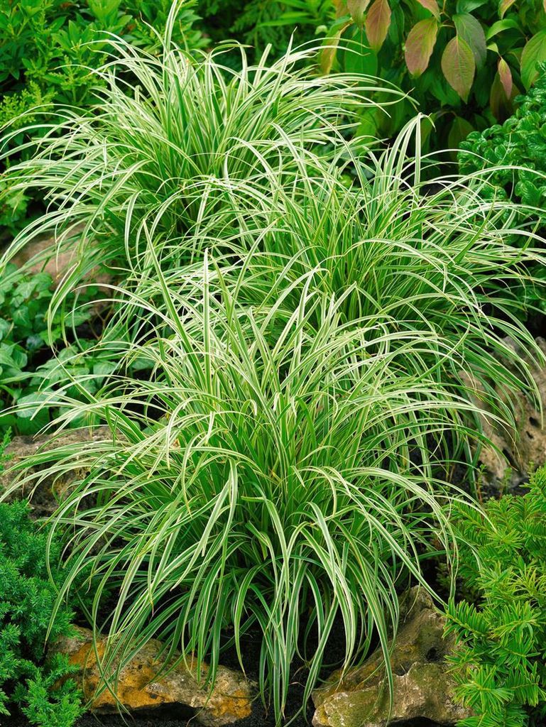 Carex morrowii 'Silver Sceptre', Japan-Segge, grün-weiß, 2 Liter Container