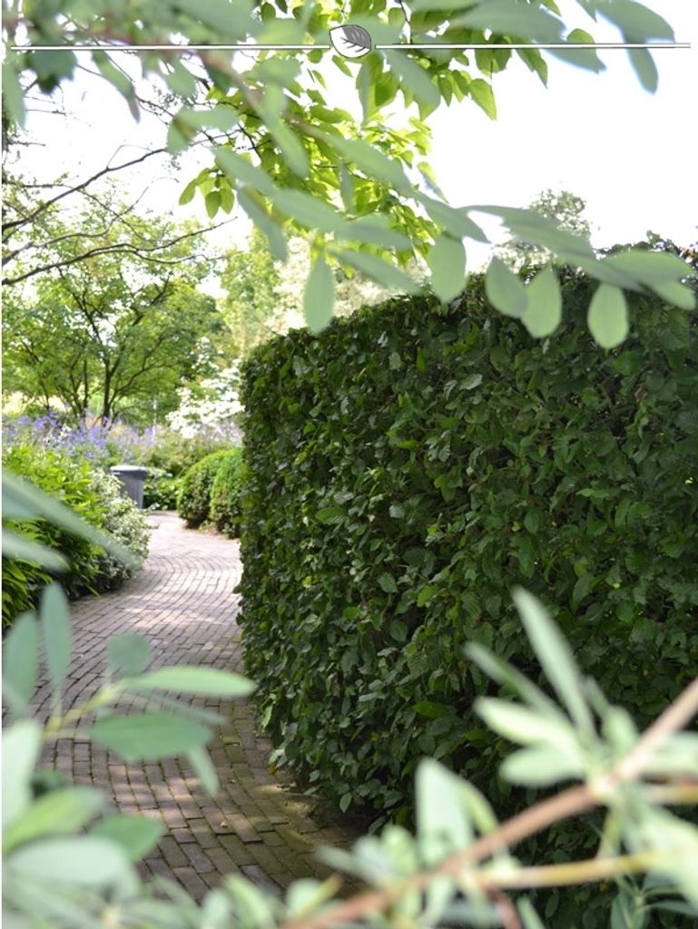 Rotbuche Fagus sylvatica 100-125 cm Wurzelnackt, 500x Heckenpflanze