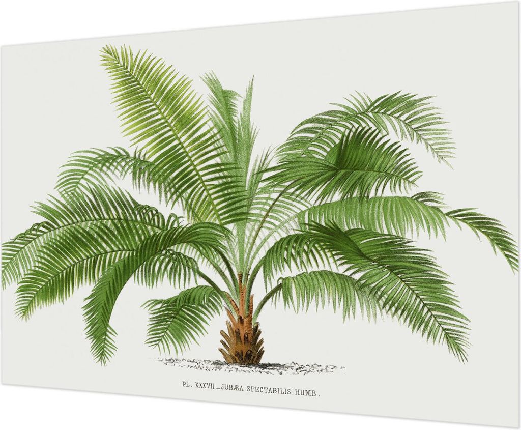 Wandtapete - Dekorative Tapete für Wohnzimmer - Tapetenfolie für Wanddekoration - 208x146 cm - Glänzende Palme