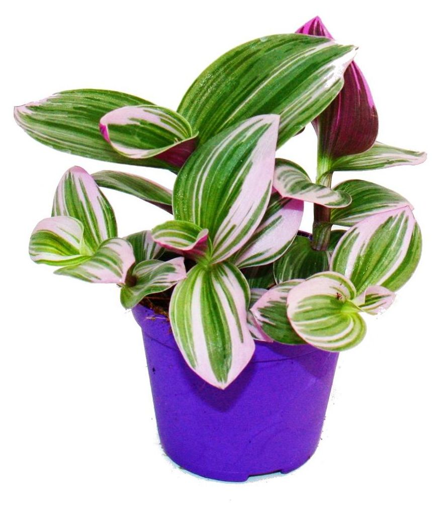 Exotická rostlina – třístupňová kvetoucí tradescantia Obrázek produktu 