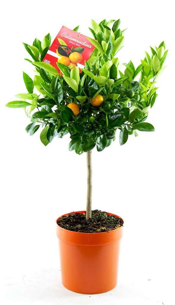 Calamondinorange 80 cm viele Früchte Citrofortunella microcarpa Citrus calamondin