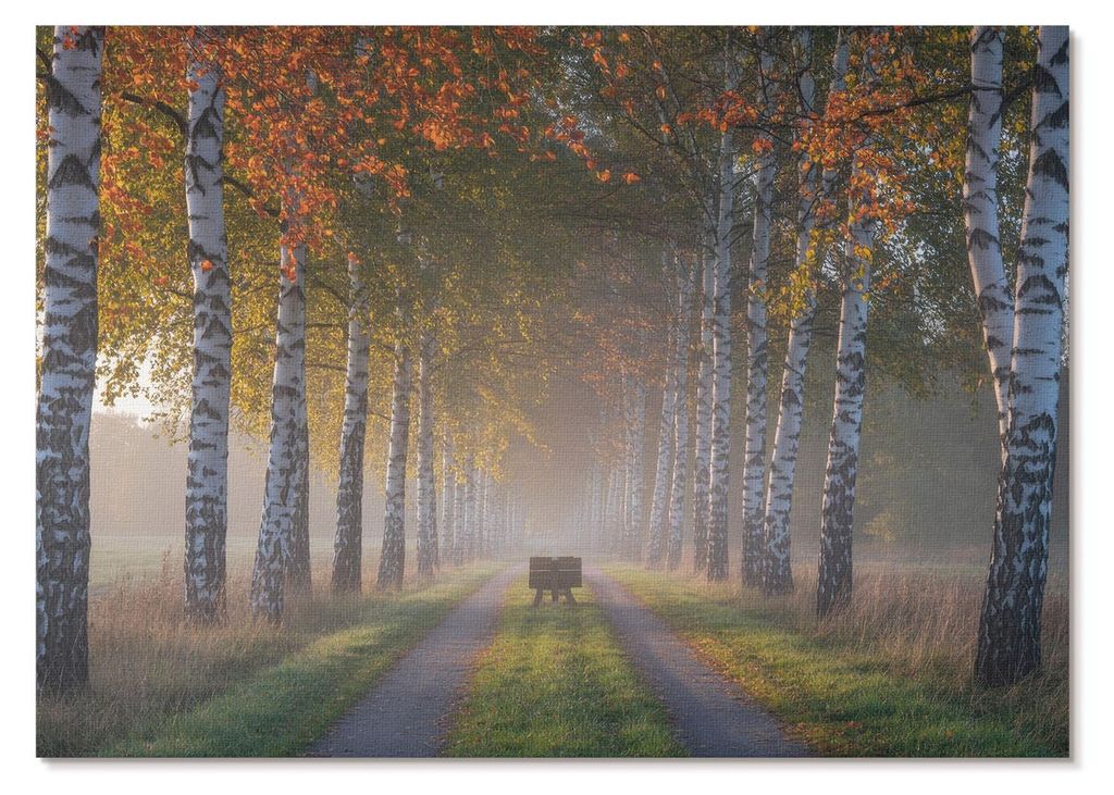 POSTER - 42x29 cm (A3) - Nitrozine - Symmetrische Birken, nebliges Licht, Herbstallee - Wandbild für Wohnzimmer Schlafzimmer & Flur, Modernes Post...
