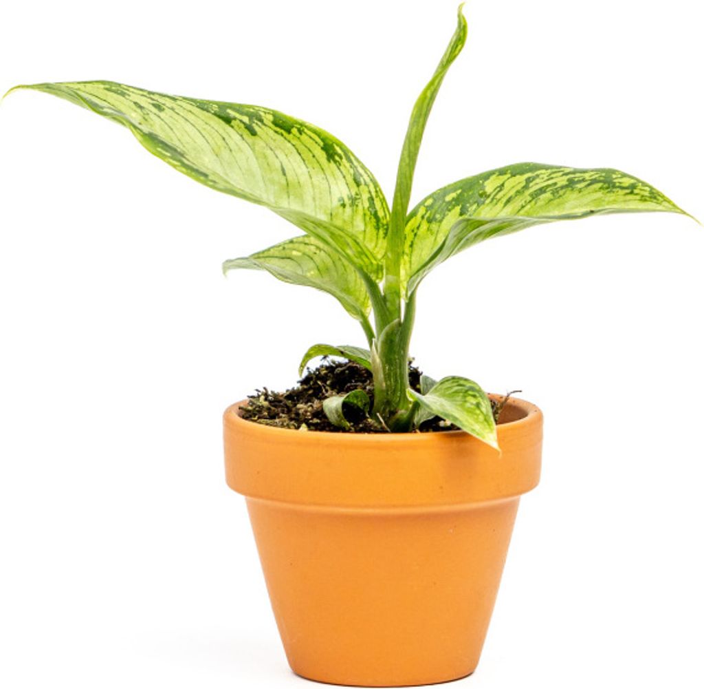 Gardners Dieffenbachia Krokodíl, priemer 6 cm Obrázok produktu 