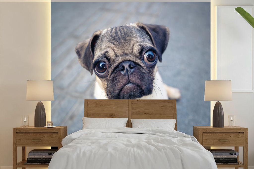 MuchoWow Fototapete für Wohnzimmer oder Schlafzimmer Wandtapete Vinyl Motivtapete Welpenaugen - 280x280 cm - Hintergrundbild