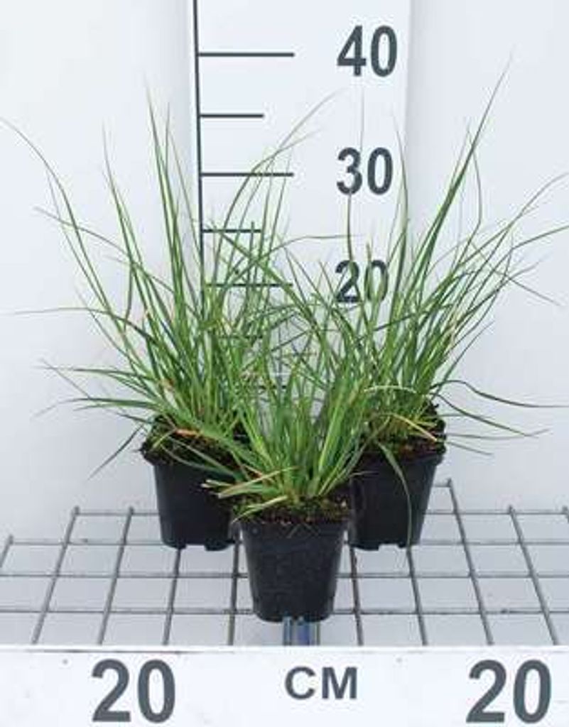 6 x Cortaderia sell. 'Pumila' - Kleines Pampasgras - Topf 9 x 9 cm