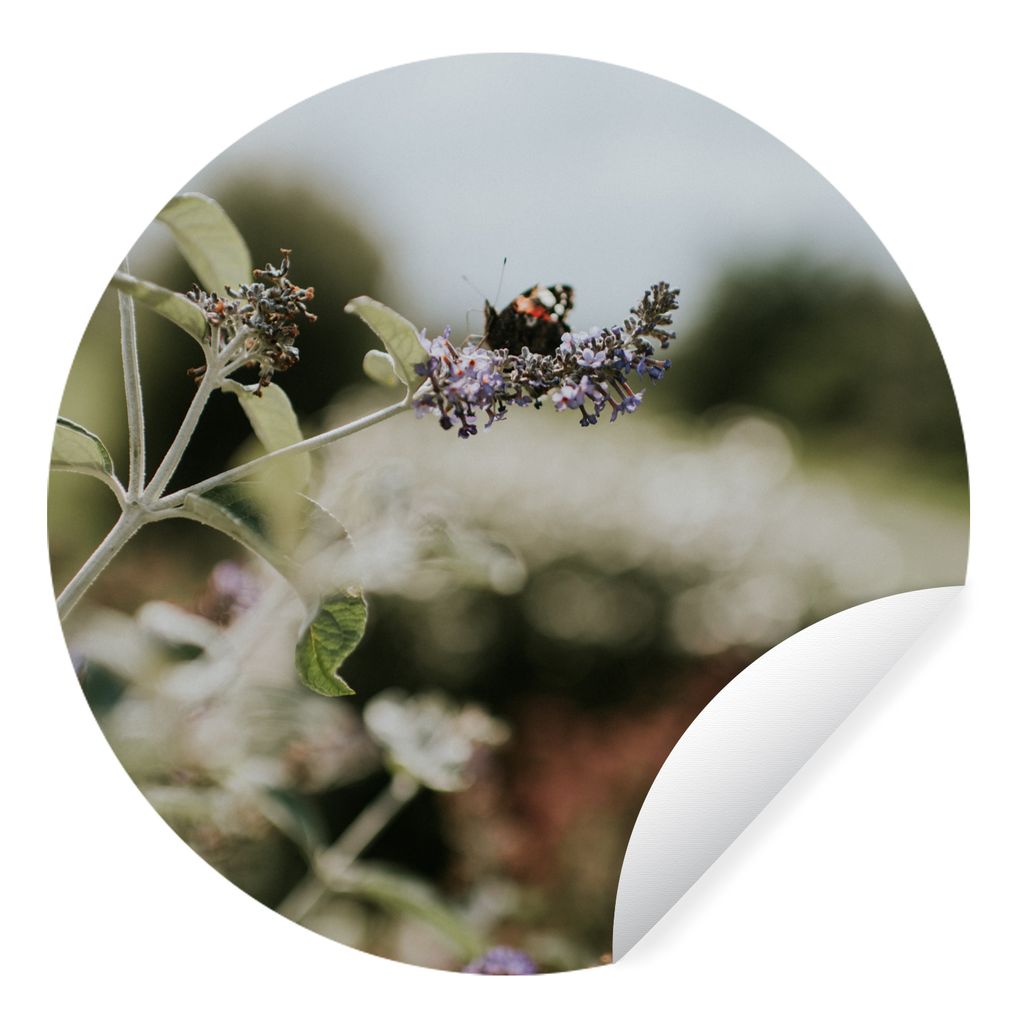 MuchoWow Runde Wandtattoo - Wandsticker Tapete Aufkleber Tagpfauenauge Schmetterling auf Lavendel Ø 80 cm Selbstklebend und Repositionierbar - W...