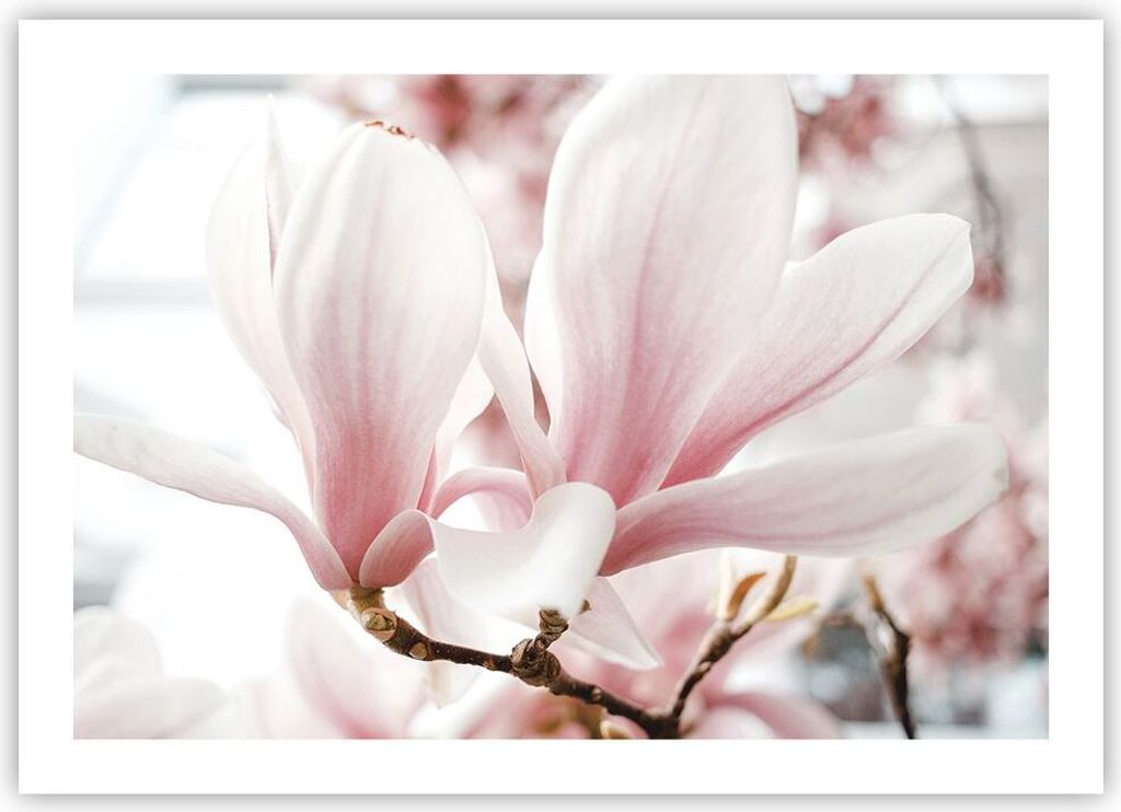 Poster - Poster ohne Rahmen - Zweig Magnolie Blume - 70x50 cm - Wand Bild - Wanddeko - Wandbilder - Kunstposter - Wandposter - Bilder - Kunstdruck ...
