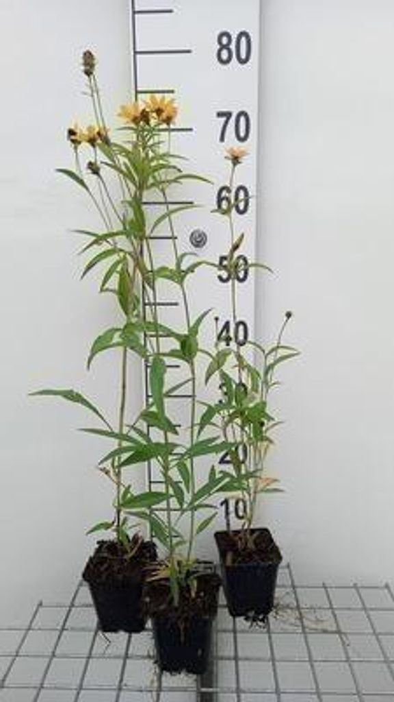 6 x Coreopsis tripteris - Mädchenauge - Topf 9 x 9 cm