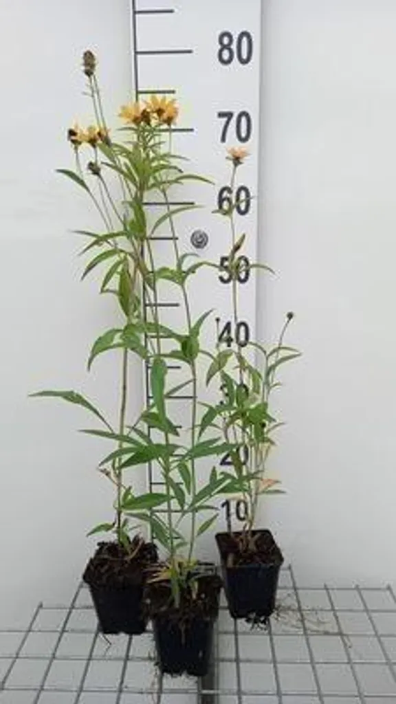 Fleurs sans entretien : 6 Coreopsis tripteris Oeil de fille en pots