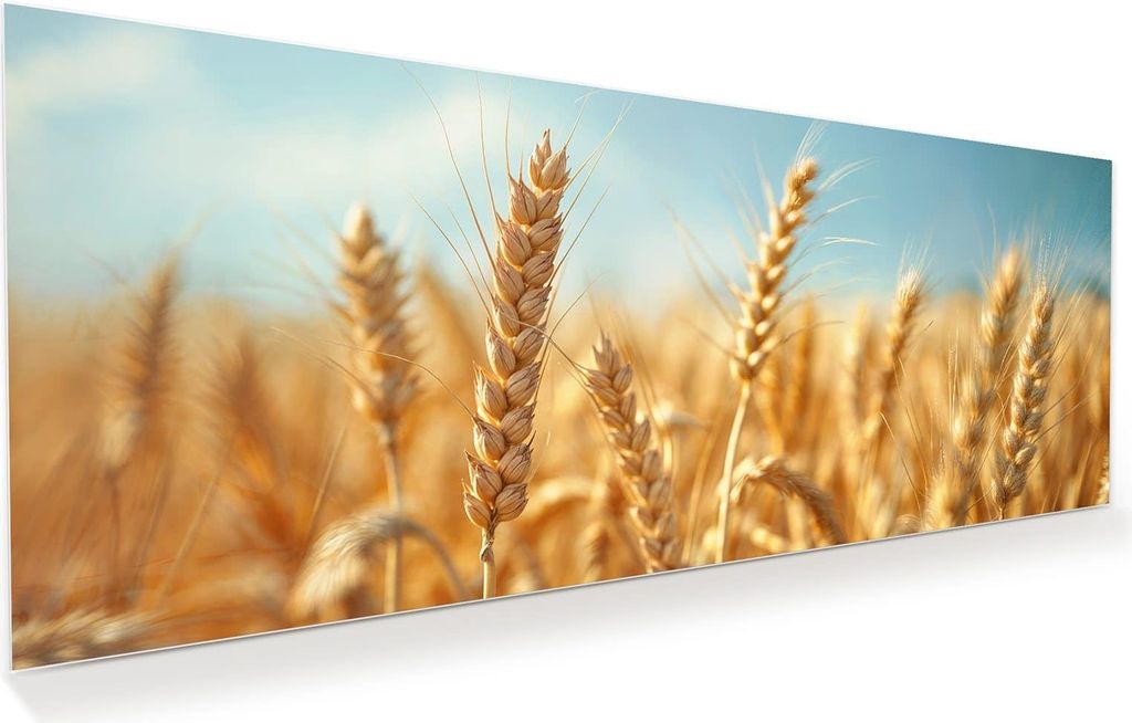 Glasbild 150x60cm in XXL für Wohnzimmer, Schlafzimmer Motiv Weizenfeld