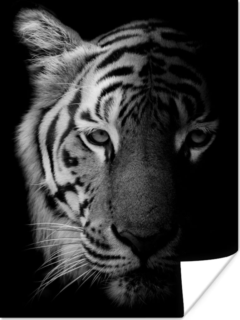 MuchoWow Poster Tiger - Tiere - Wild - Schwarz - Weiß 120x160 cm - Wandbilder