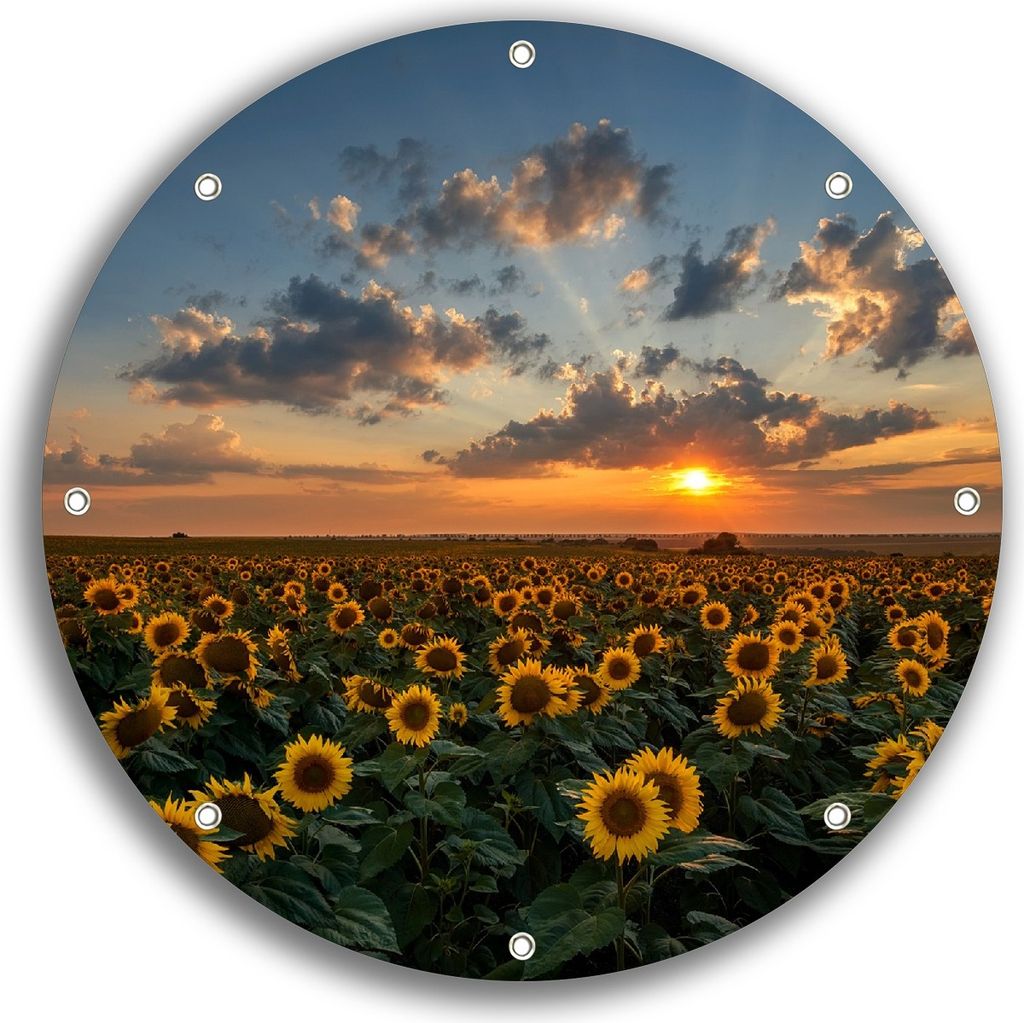 Wallario rundes Outdoor-Poster für Garten oder Balkon, Motiv Sonnenblumenwiese vor Wolken mit Sonnenuntergang, 30 cm Durchmesser
