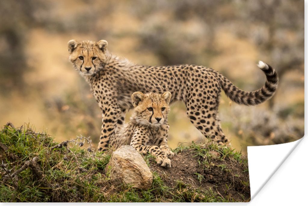 MuchoWow Poster Leopard - Jungtier - Natur 120x80 cm - Bilder