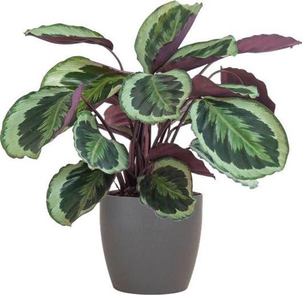 Calathea Medaillon 65cm – Korbmarante Zimmerpflanze Ø21cm im grauen Viber Topf – tropische Grünpflanze mit dekorativen Blättern