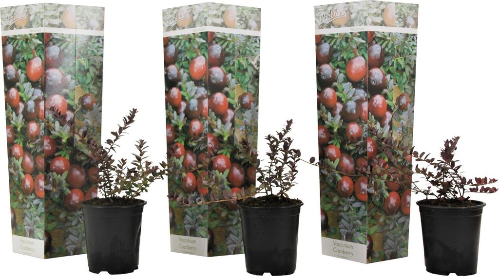 Three potted cranberry plants with decorative packaging.