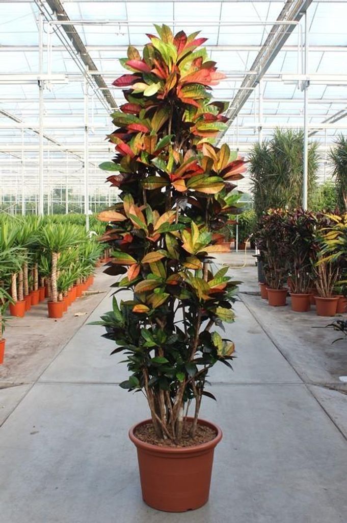 Codiaeum Iceton Kroton Zimmerpflanze 230cm XXL Grünpflanze mit bunten Blättern