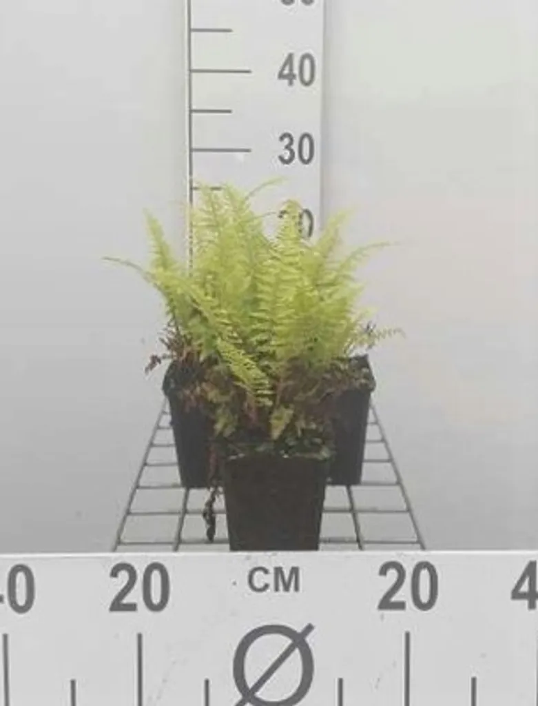6 Pteridium aquilinum - Fougère Aigle en pot de 9x9 cm pour jardin