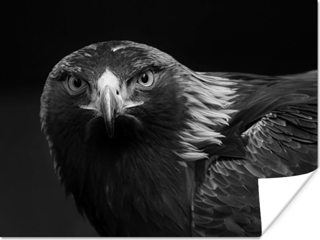 MuchoWow Poster Bussard - Vogel - Tiere - Schwarz - Weiß 120x90 cm - Wandbild