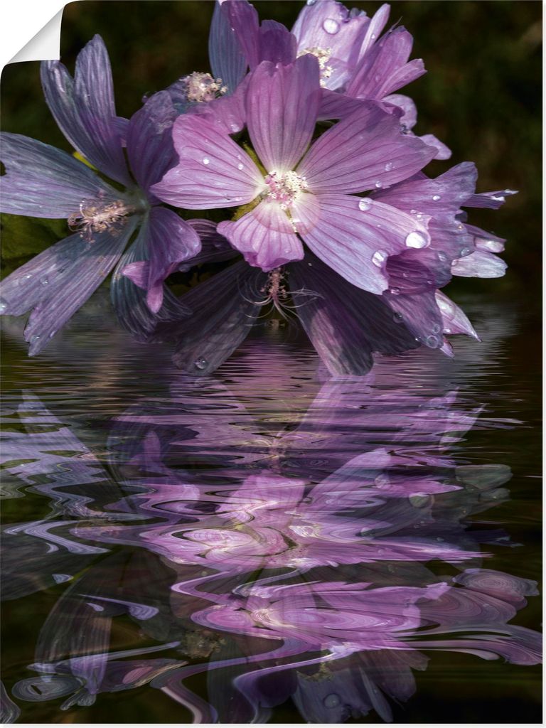 ARTland Poster Malventee Größe: 90x120 cm