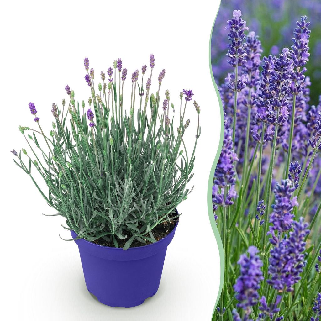 Lavendel Lavandula angustifolia Hidcote winterhart lila 15-25cm 12cm duftend bienenfreundlich für Garten Balkon Terrasse Beet pflegeleicht