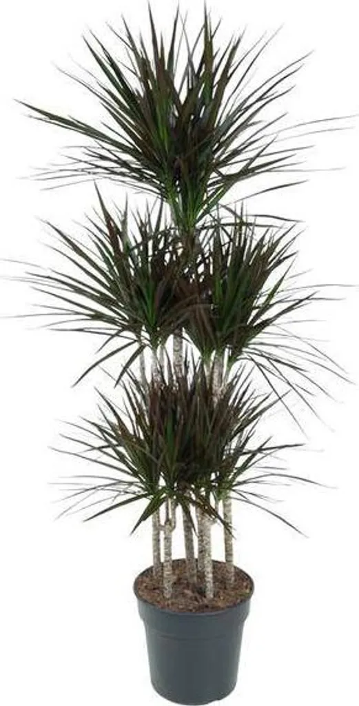 Plante increvable Dracaena Magenta Carousel 150 cm pour Main Verte
