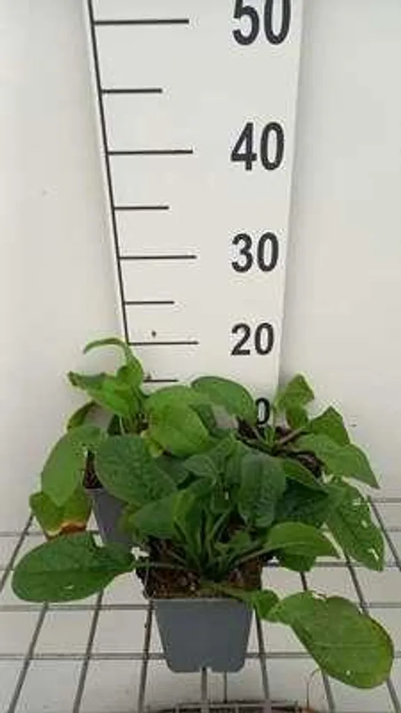 6 Symphytum grandiflorum Hidcote Pink - Consoude en pot de 9x9 cm