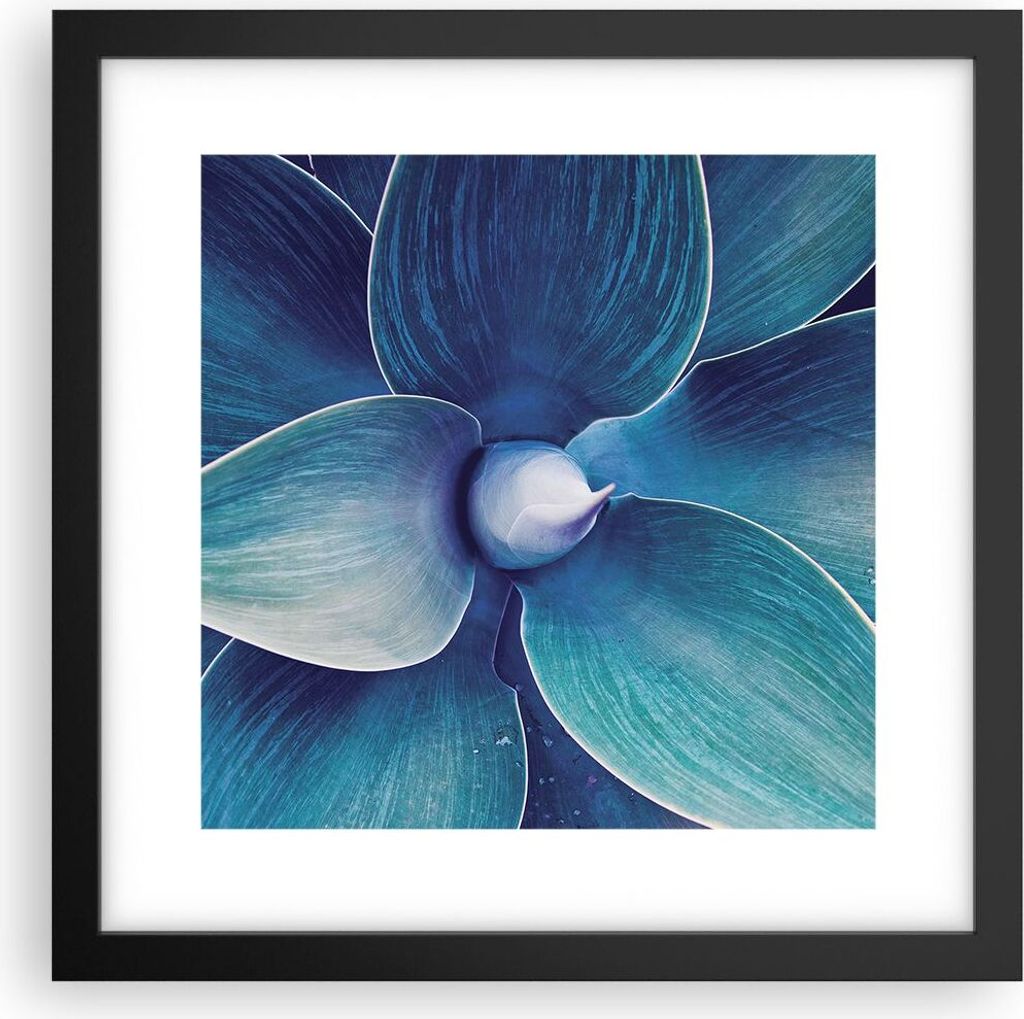 Gerahmtes Poster - Schwarzer Rahmen - Agave Blau Blume - 30x30 cm - Wand Bild - Wanddeko - Wandbilder - Kunstposter - Wandposter - Bilderrahmen - B...