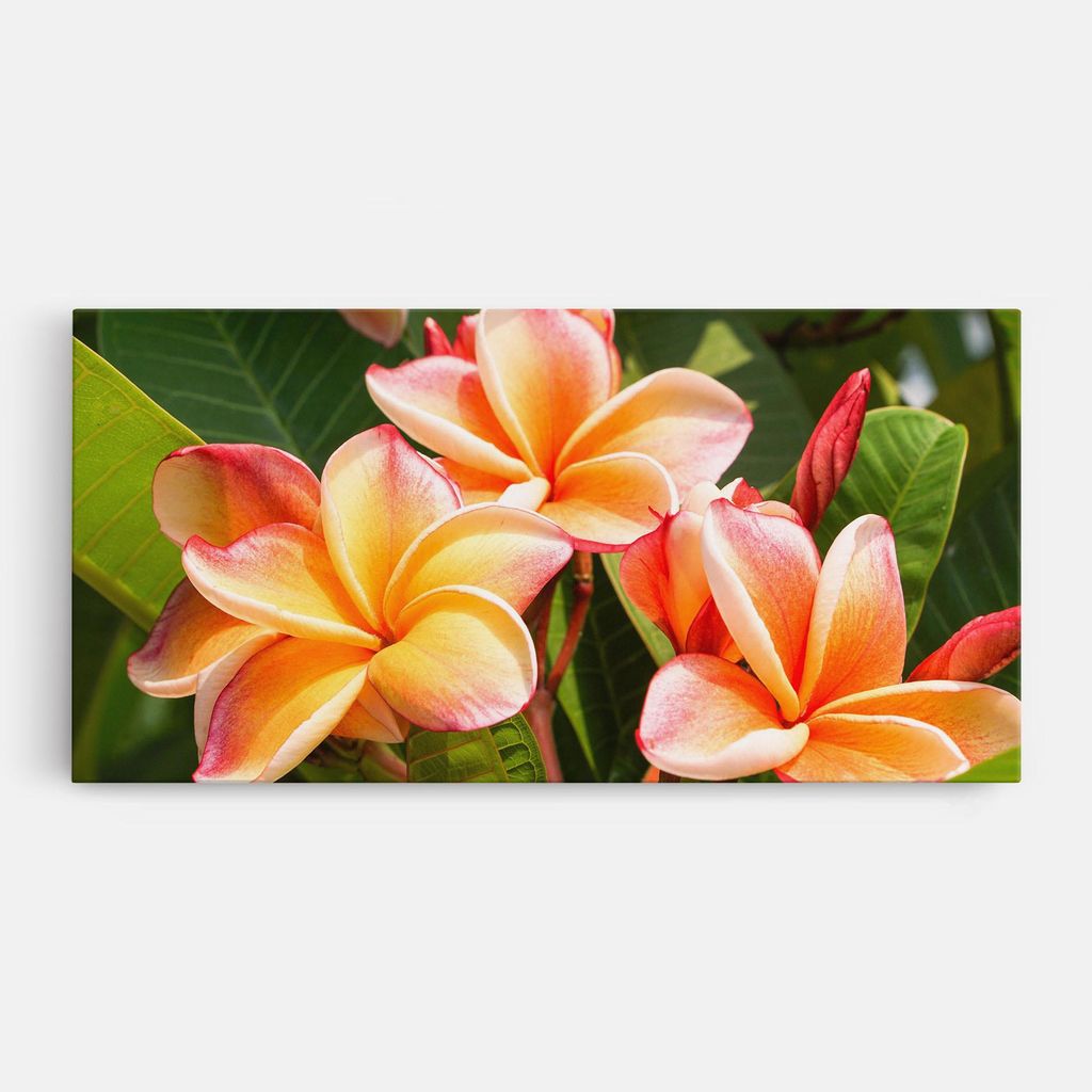 ARTHUB Leinwandbild 40x80 cm, Pretty Plumeria | Wohnzimmerdekoration, Hängende Bilder, Wanddekoration, Heimdekoration, Blumen, Exotische Blumen