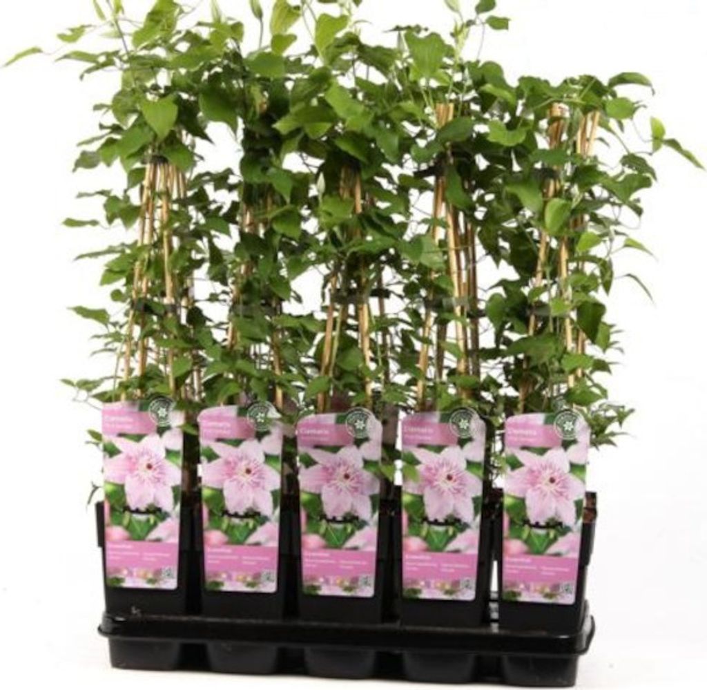Waldrebe Clematis Pink Fantasy 6080 cm Kaufland.de