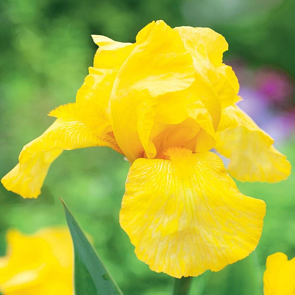 Iris Rhizom Staude Iris Germanica Deutsche Schwertlilie Produktbild 