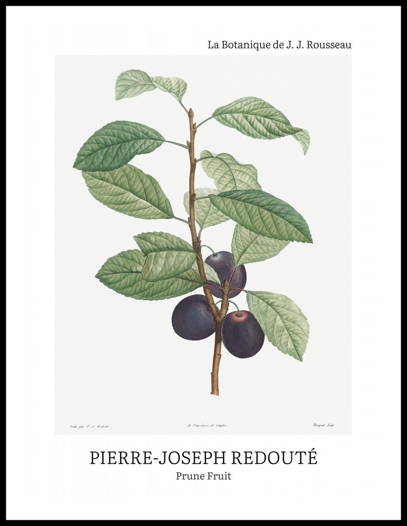 Plakat 60x80cm Design Prune Fruit, Redoute Vintage für das Wohnzimmer