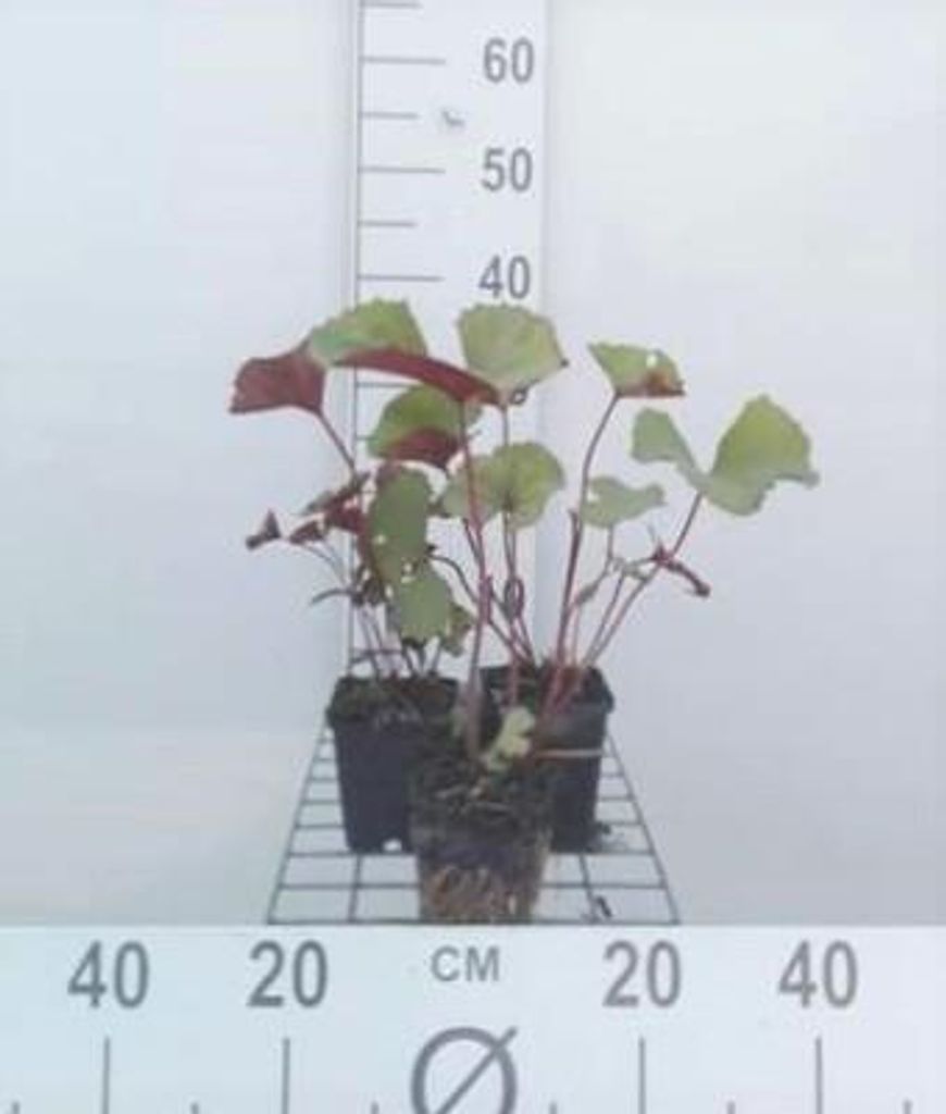 6 x Ligularia dent. 'Othello' - Goldkolben - Topf 9 x 9 cm