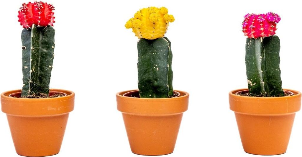 Gardners Gymnocalycium mix, průměr 6 cm Obrázek produktu 