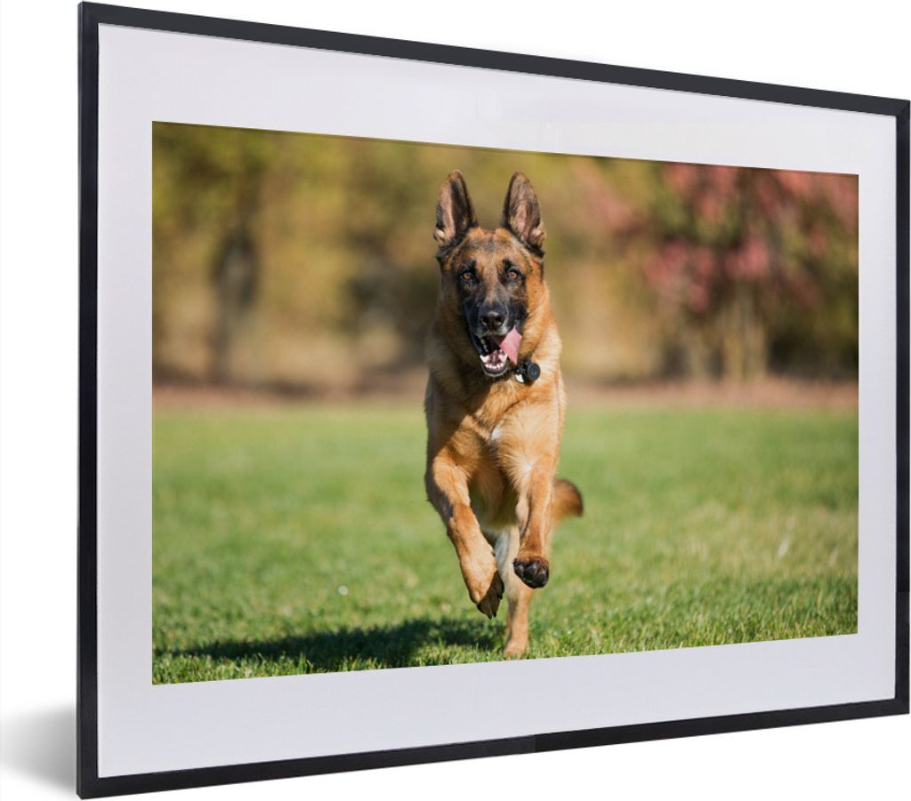 MuchoWow MuchoWow Gerahmtes Poster Ein Deutscher Schäferhund sprintet durch das grüne Gras 40x30 cm - Poster mit zchwarzem Bilderrahmen - Bil...