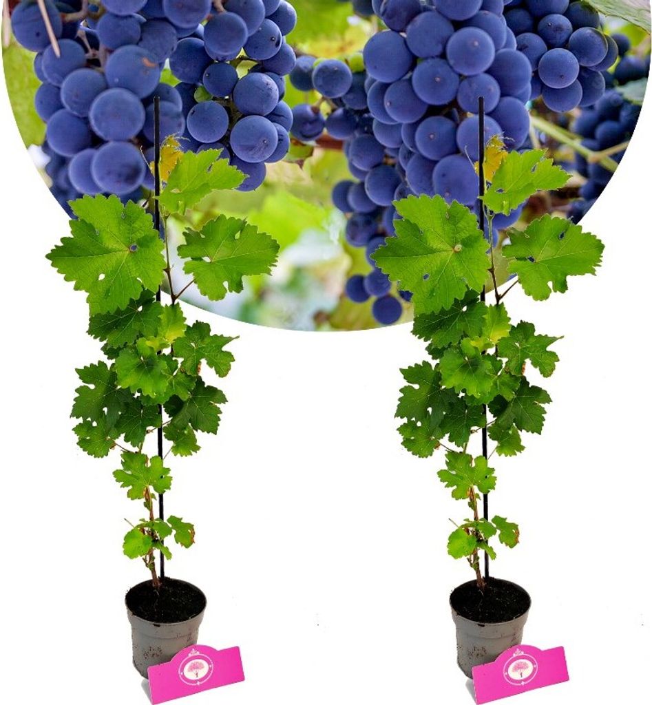 Sada 2 hroznů - Vitis vinifera "Cabernet Cortis" - výška 40 Obrázek produktu 