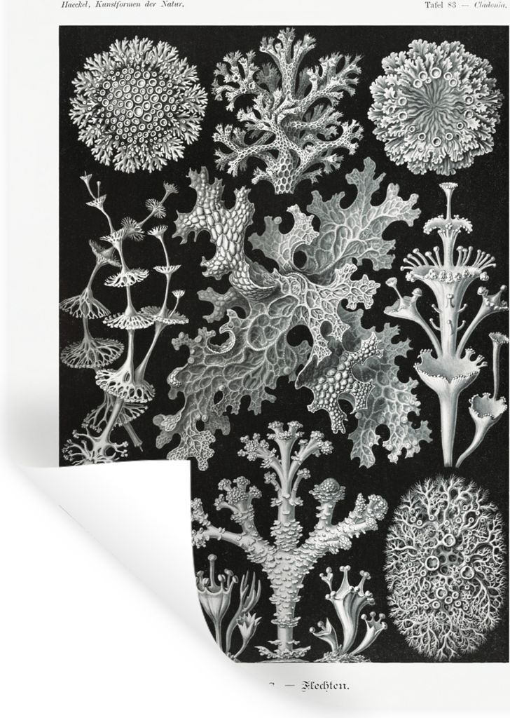 MuchoWow Wandtattoo Wandsticker Wandaufkleber Kunst - Koralle - Ernst Haeckel - Alte Meister - Natur 120x160 cm Selbstklebend und Repositionierba...